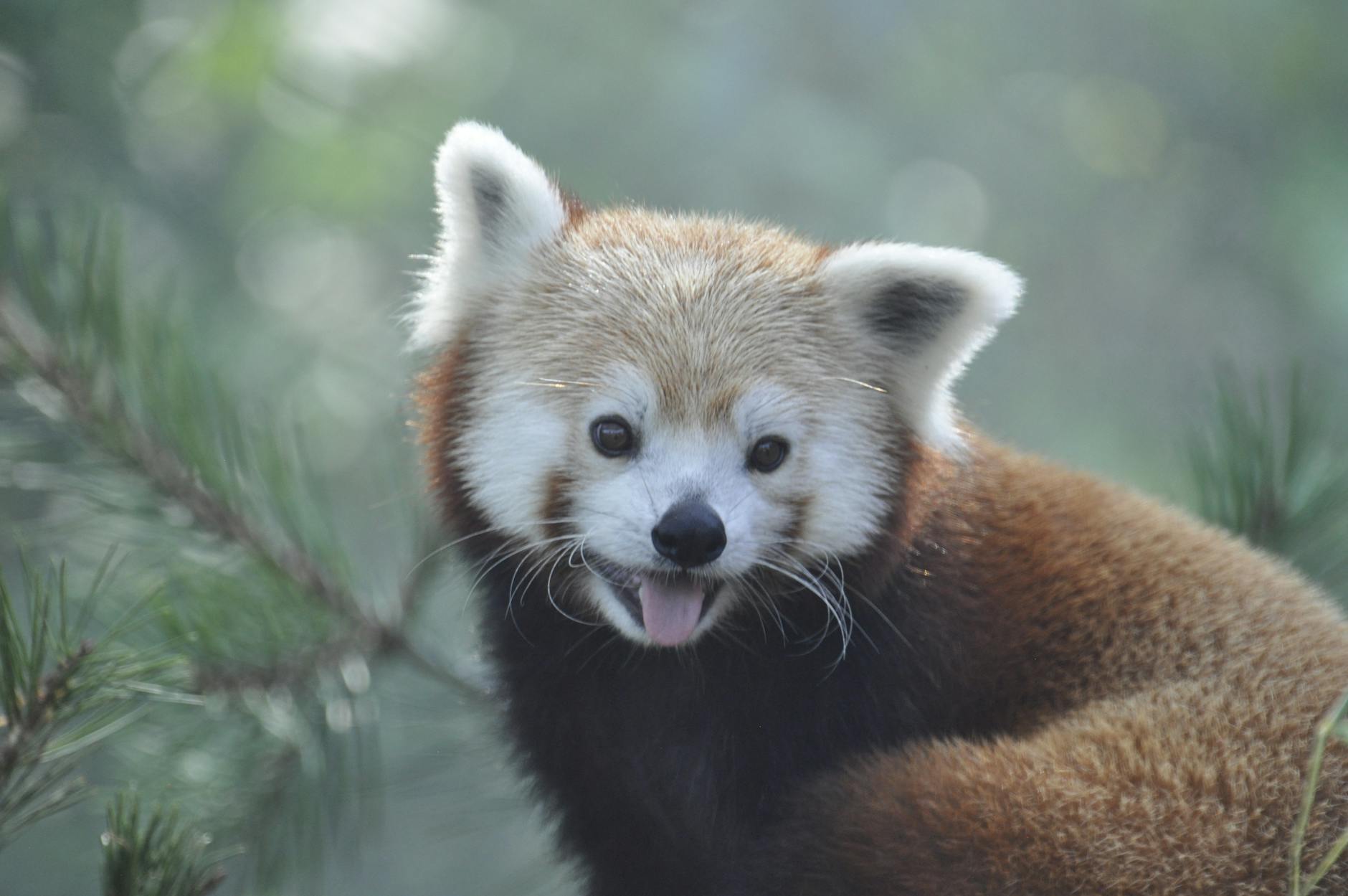 https://www.pexels.com/photo/close-up-of-a-red-panda-in-natural-habitat-30009235/